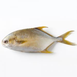 【2條特價$14.99】金鯧魚 400/500g